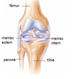 lesions-de-menisc-fisioisalut-lagarriga